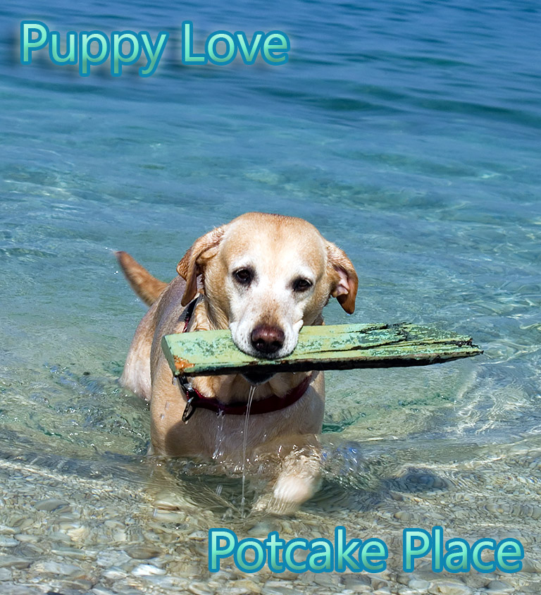 Potcake Place - Island Getaway Where You Cuddle Rescue Puppies Galore