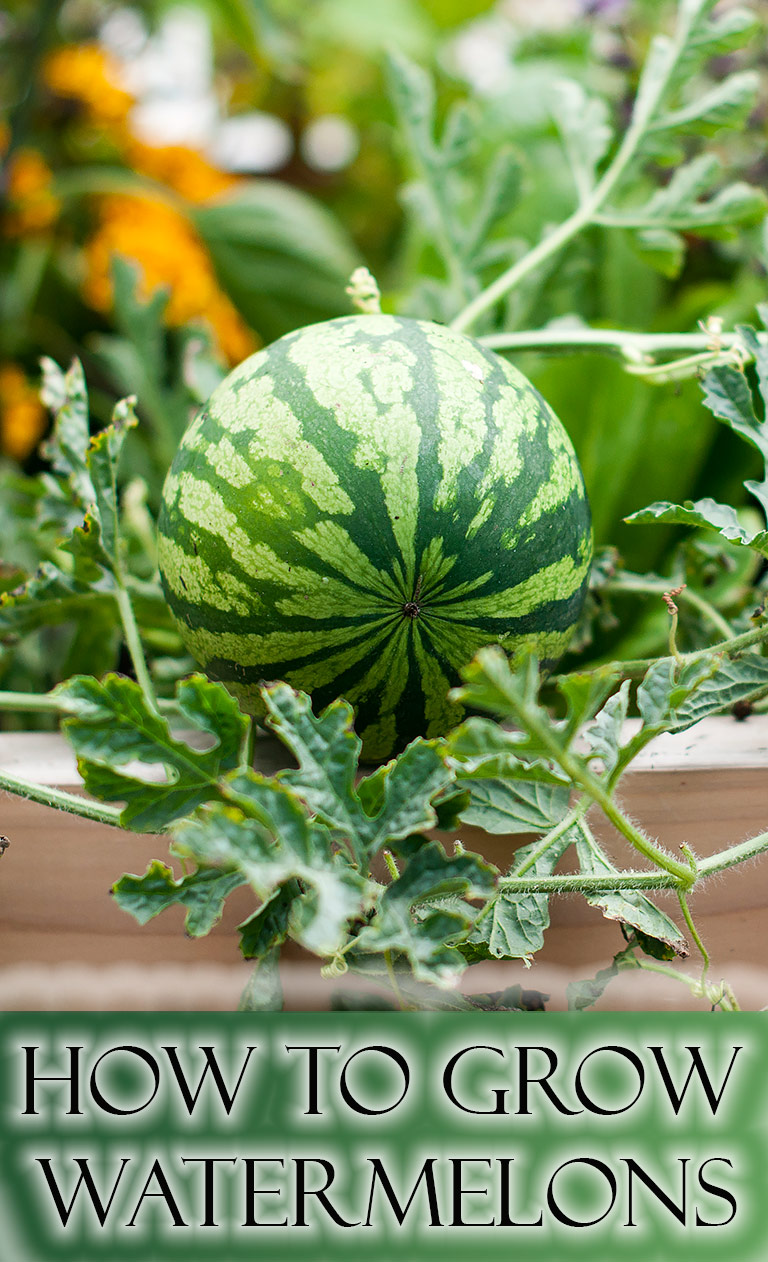 How to Grow Watermelons