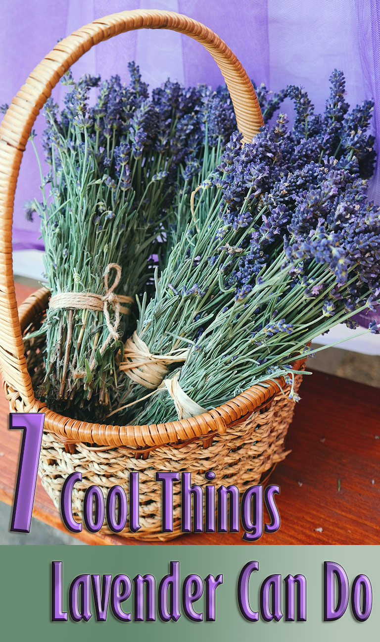 7 Cool Things Lavender Can Do