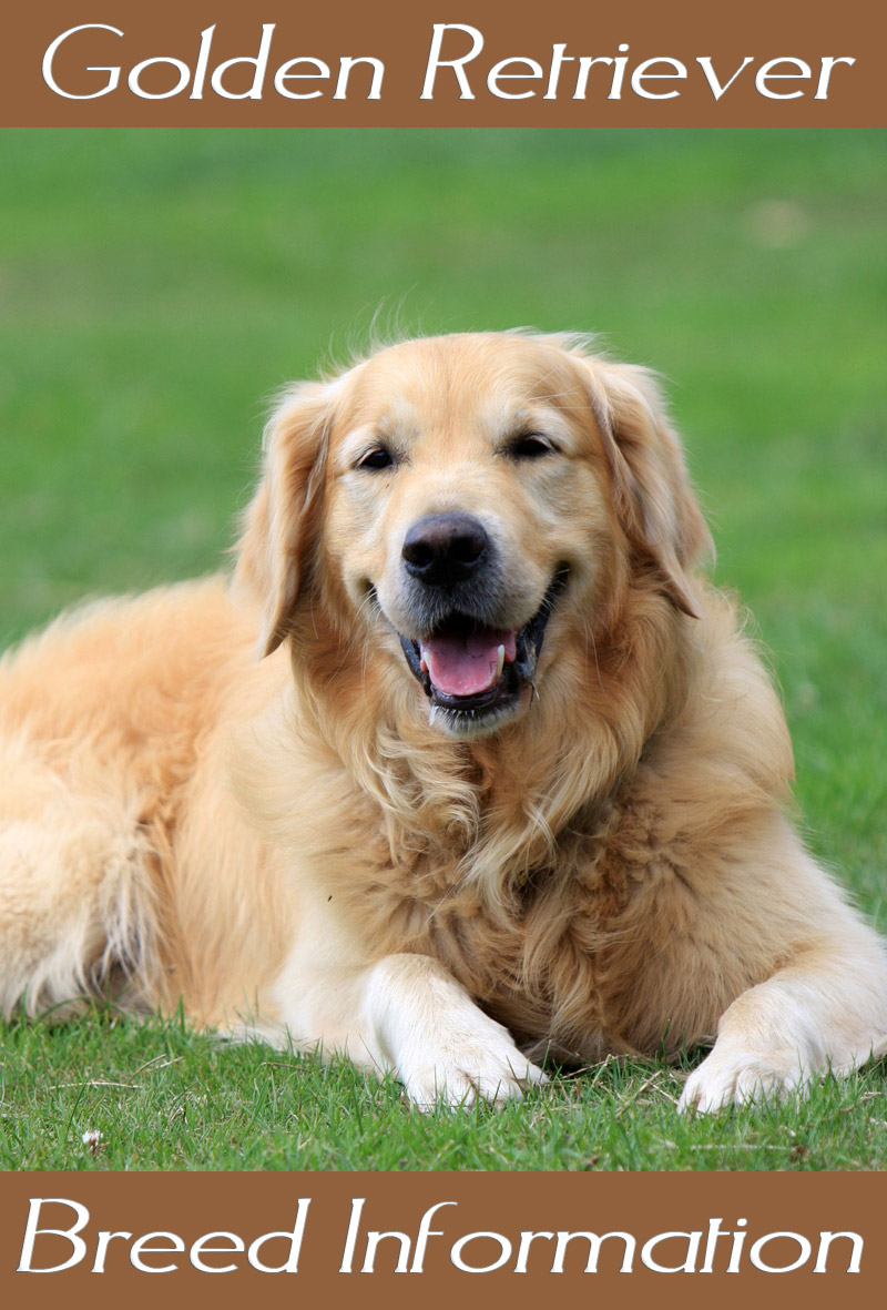 Golden Retriever - Breed Information