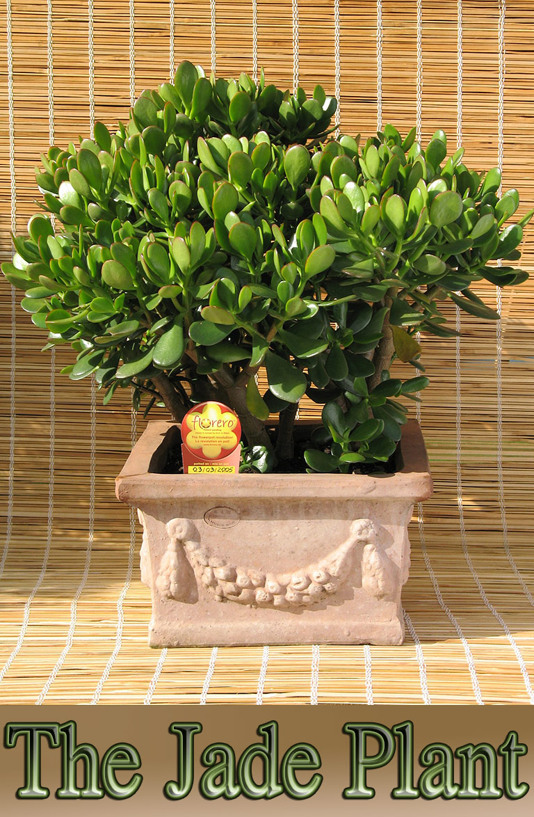 Easy To Grow Houseplant: The Jade Plant