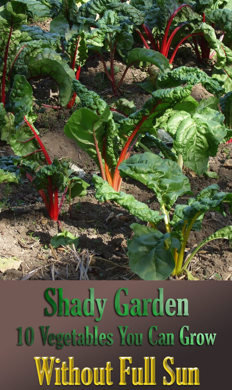 Shady Garden: 10 Vegetables You Can Grow Without Full Sun