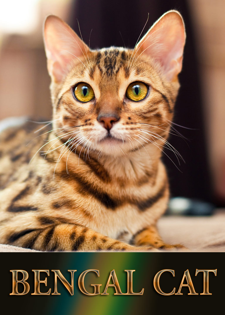 Bengal Cat - Breed Information