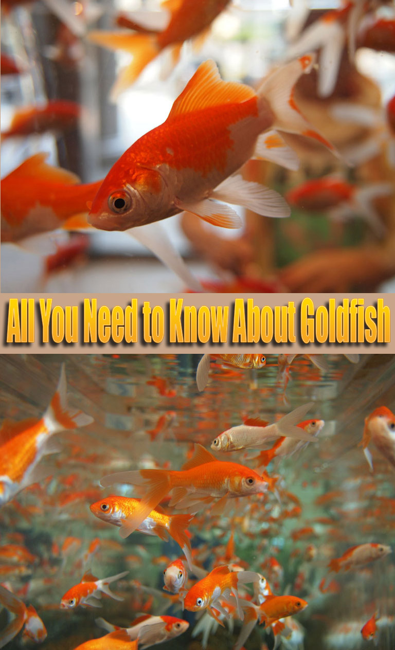 All You Need to Know About Goldfish