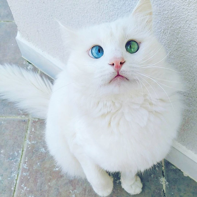 Aloş- Cat With Hypnotizing Eyes Of Different Color