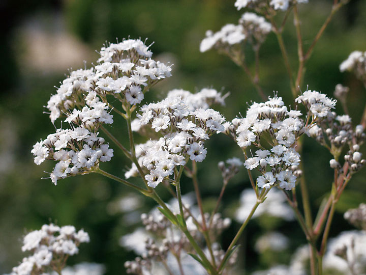 Baby’s Breath (Gypsophila paniculata) – Planting