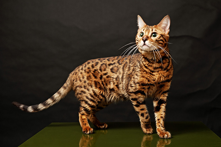 Bengal Cat - Breed Information