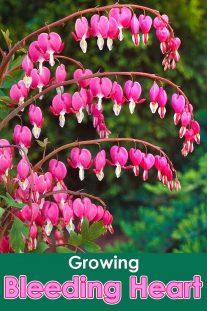 How to Grow Bleeding Heart