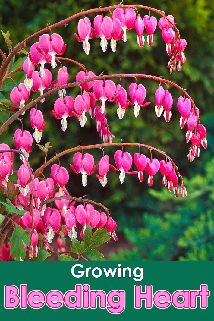 How to Grow Bleeding Heart