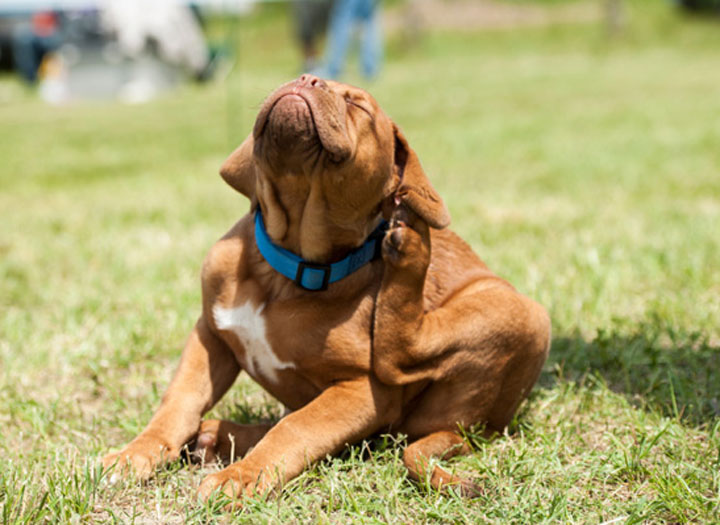 Can Dogs Have Spring Allergies