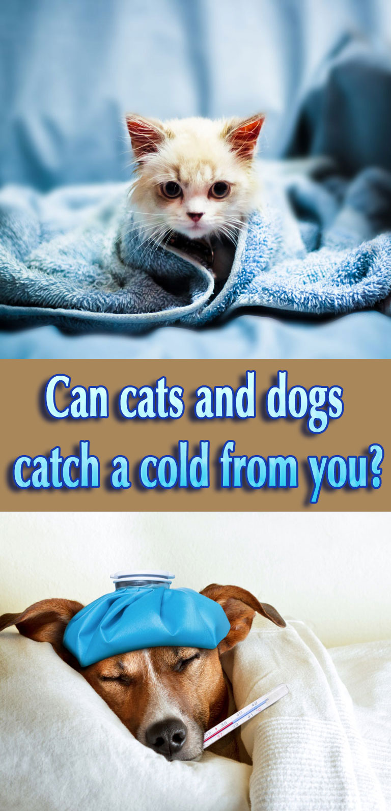 Can Your Pet Catch Your Cold