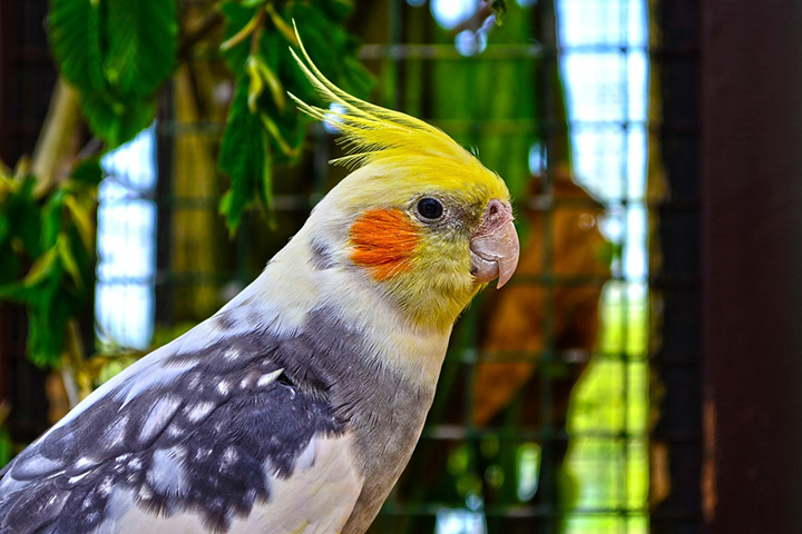 Caring for Your Cockatiel