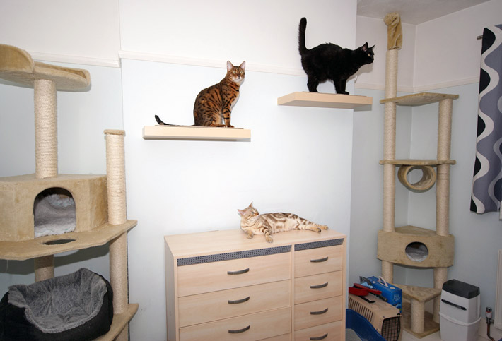 Cat Furniture Design Ideas