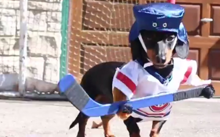 Crusoe & Oakley Dachshund Play Ball Hockey