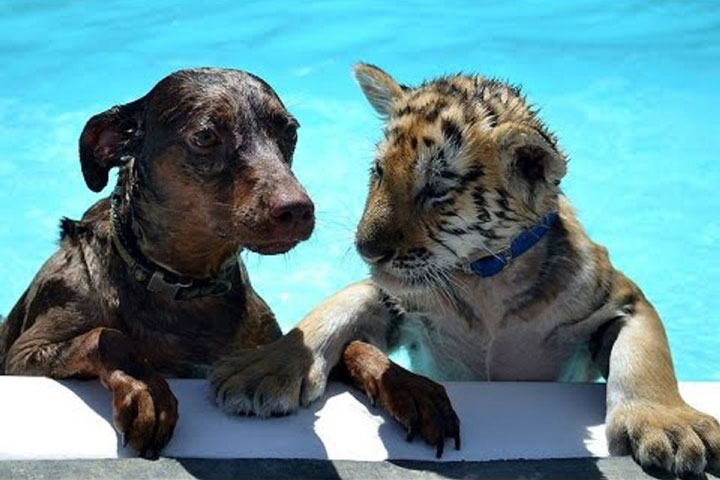 Cute Tiger & Puppy unlikely friends play together & Swim