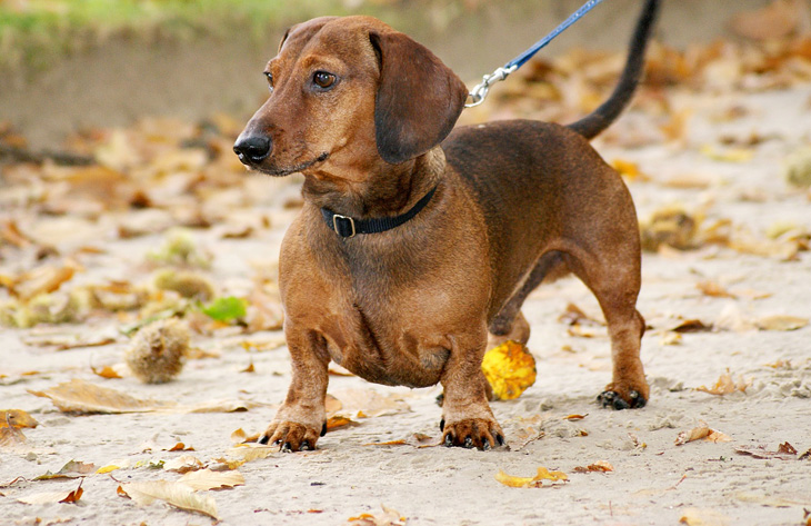 Dachshund Dog - Breed Information