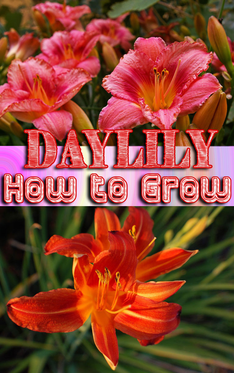 Daylily – How to Grow