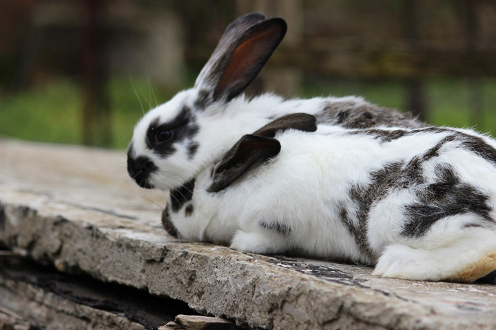 Different Methods Of Rabbit Communication