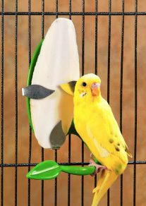 Does My Bird Really Need A Cuttlebone 2