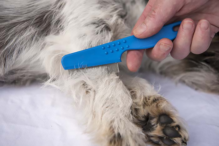 Dogs – How to Keep Fleas Away