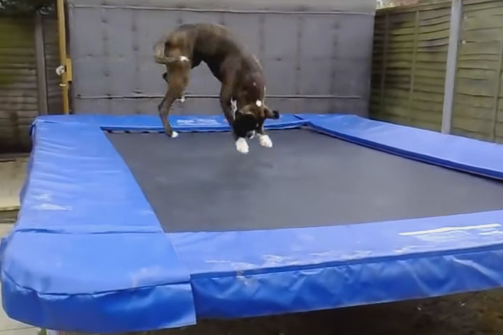 Dogs on Trampolines Compilation