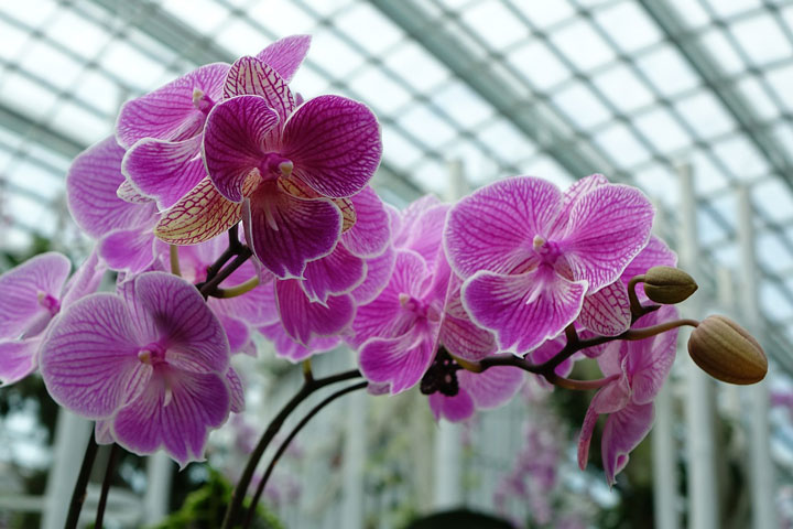 Growing Indoor Orchids