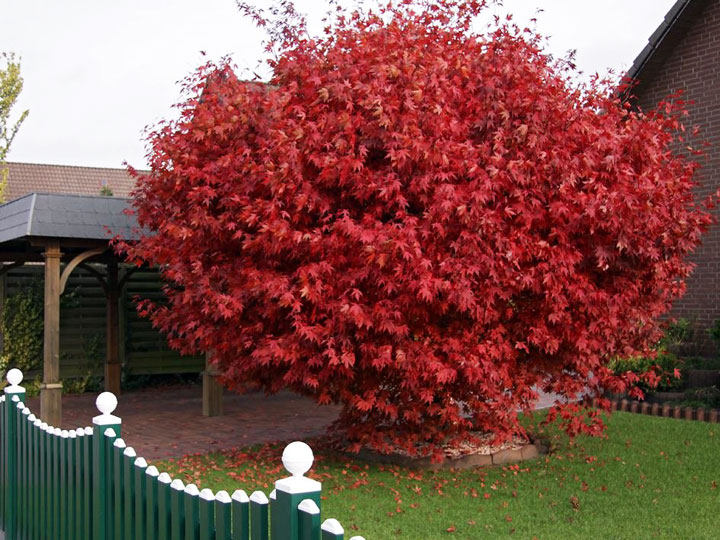 Growing Japanese Maples from Seed