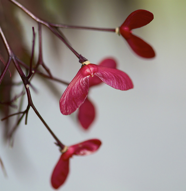 Growing Japanese Maples from Seed