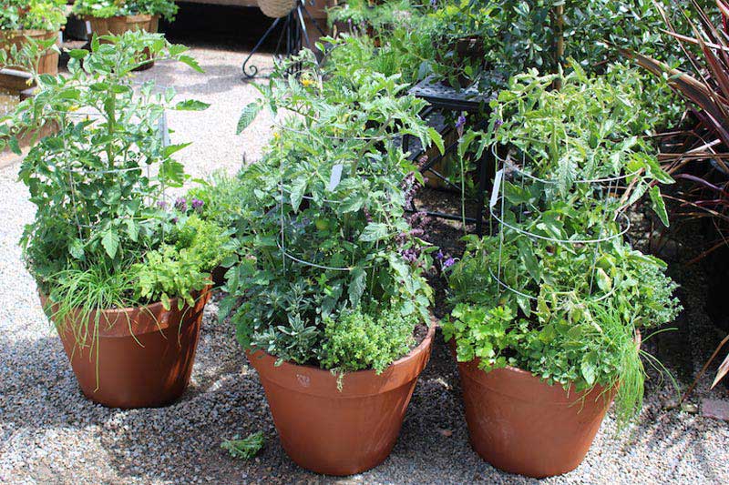 Growing Yellow Pear Tomatoes