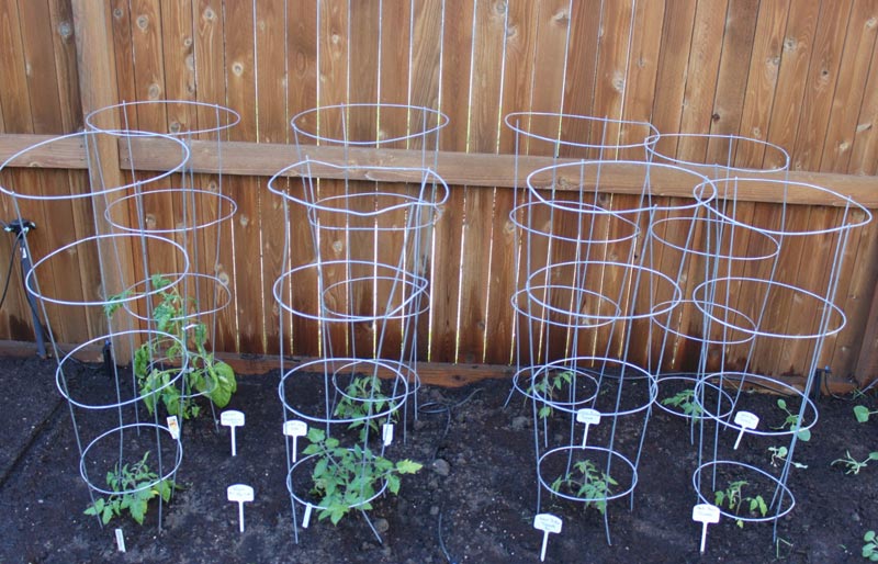 Growing Yellow Pear Tomatoes