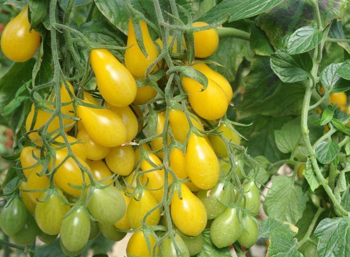Growing Yellow Pear Tomatoes