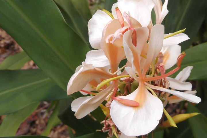 Hedychium – Growing Ginger Lily Inside