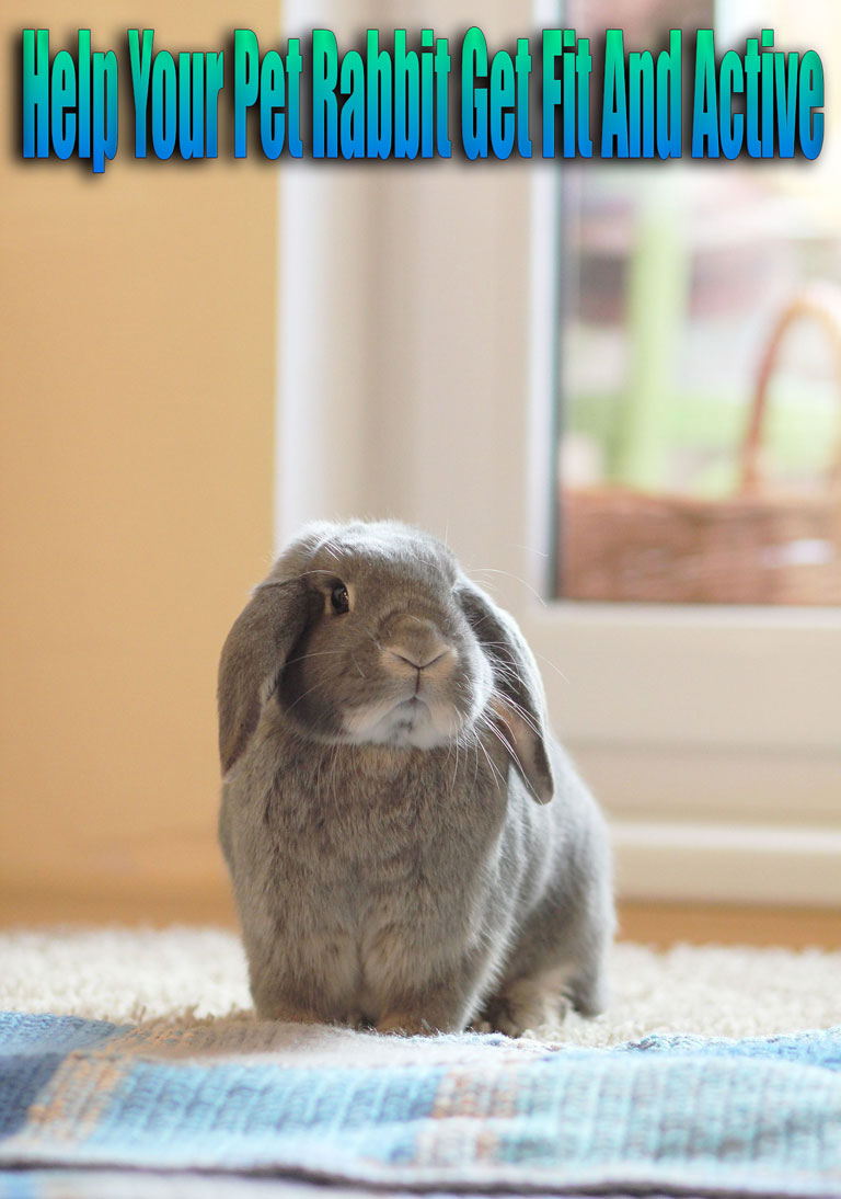Help Your Pet Rabbit Get Fit And Active