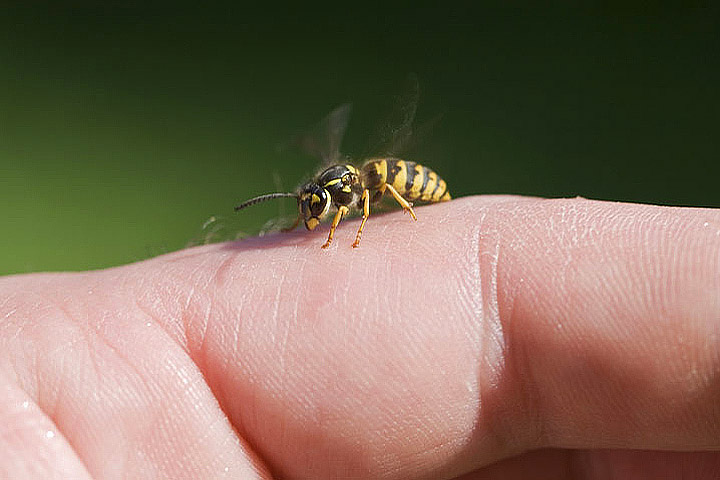Wasp Stings: Treatments & Home Remedies