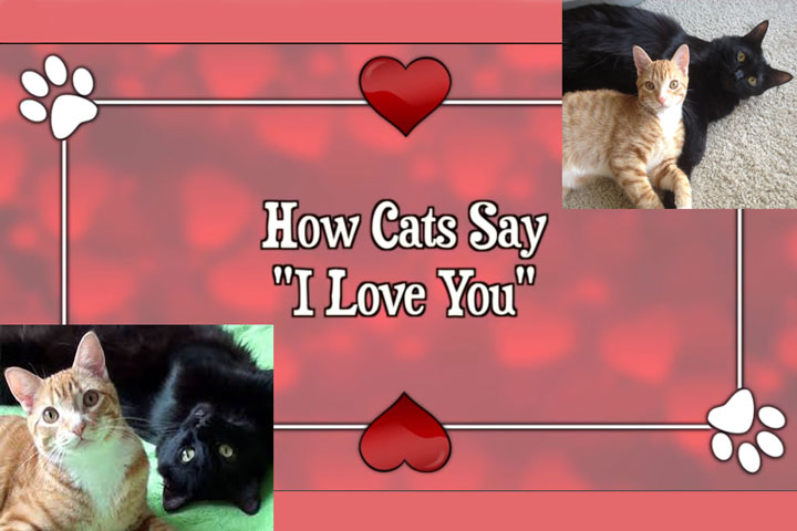 How Cats Say “I Love You”