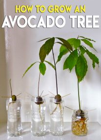 How To Grow An Avocado Tree