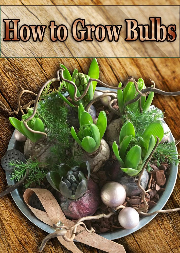 How to Grow Bulbs