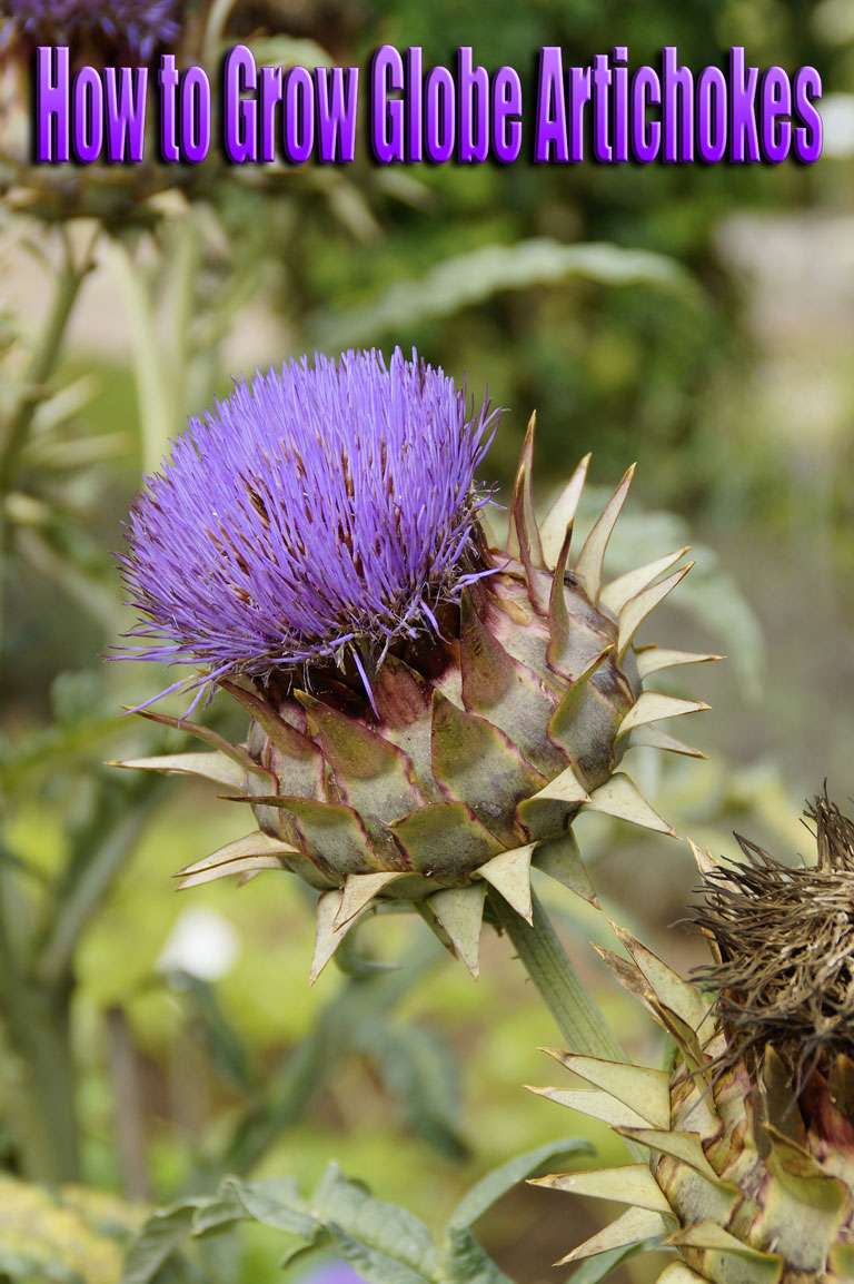 How to Grow Globe Artichokes