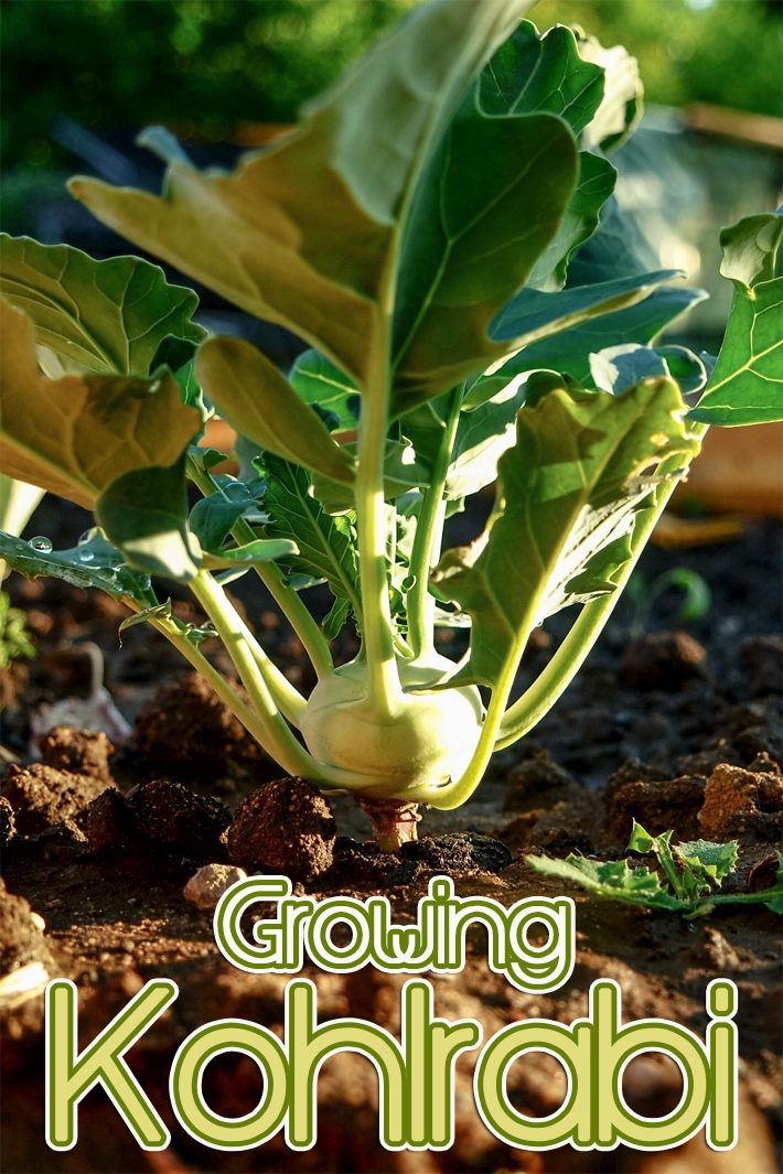 How to Grow Kohlrabi