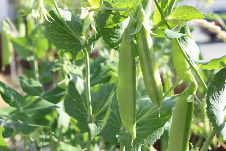 How to Grow Peas