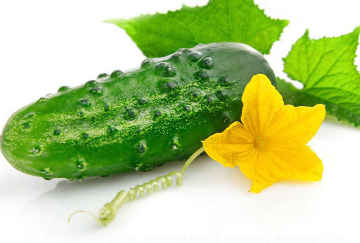 How to Sow and Grow Cucumbers from Seed