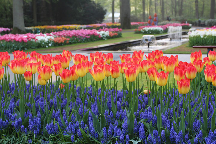 Keukenhof Garden