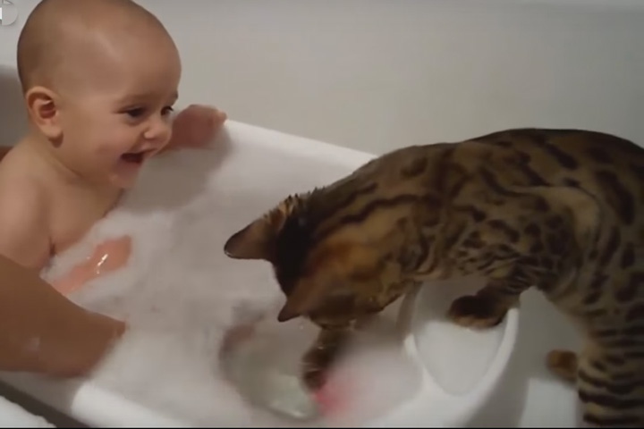 Kittens And Puppies Playing With Babies Compilation