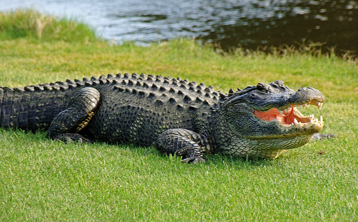 Monster 780 pound gator caught in Florida