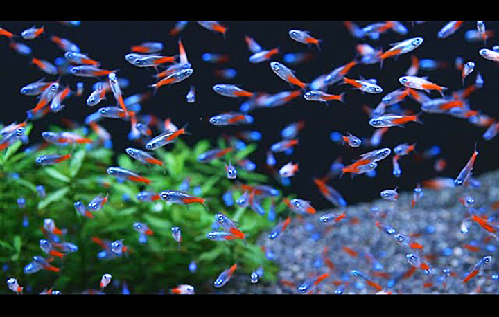 Quiet Corner:Neon Tetra -Fish Guide - Quiet Corner