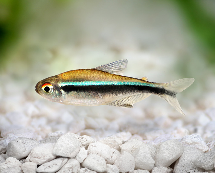 Neon Tetra -Fish Guide