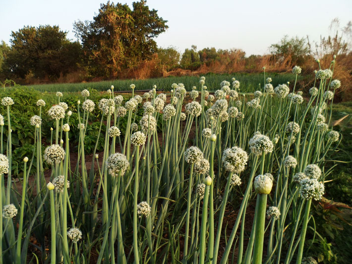 Onions - How to Grow