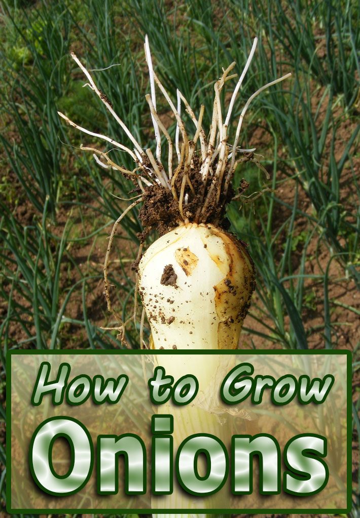 Onions – How to Grow