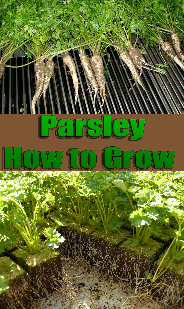 Parsley - How To Grow
