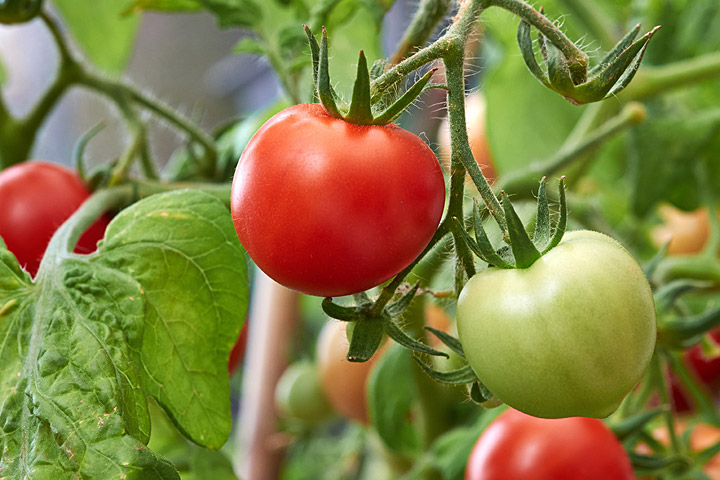 How to: Planting Tomatoes
